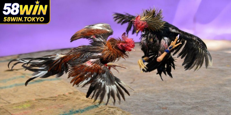 Đá gà trực tiếp tại nhà cái 58WIN đáng tin cậy trên thị trường