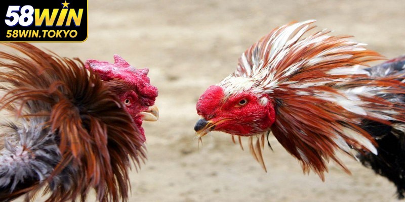 Các trận đấu diễn ra liên tục với tinh thần ganh đua quyết liệt