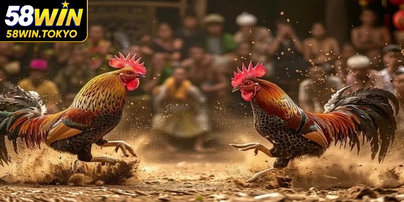 Đá gà 24 tỷ là hình thức cá cược thu hút đông đảo kê thủ theo dõi