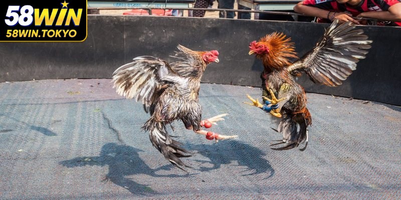 Giải đấu được tổ chức quy mô lớn với mức cược lên tới 24 tỷ