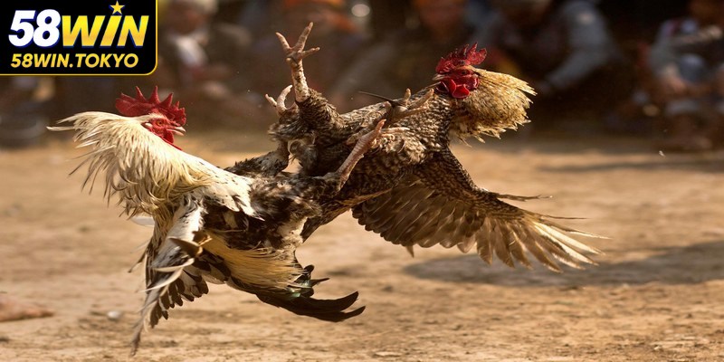 Việc nắm vững thông tin chi tiết về các chiến kê là yếu tố then chốt