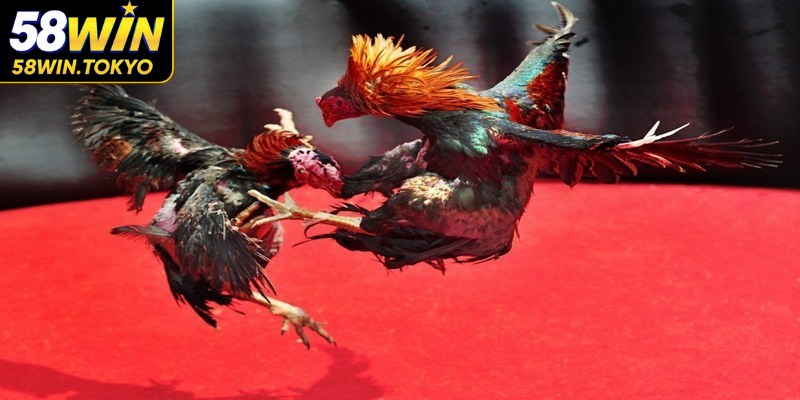 Cập nhật thông tin chiến kê thi đấu liên tục, chính xác tuyệt đối