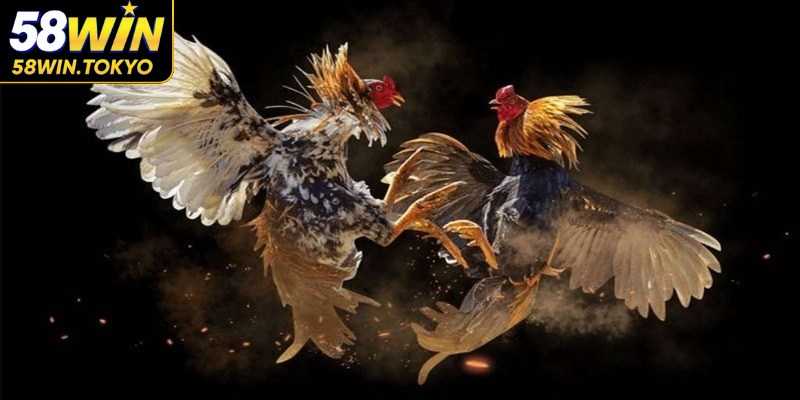 Đá gà C1 mang đến cho người chơi những trải nghiệm độc đáo