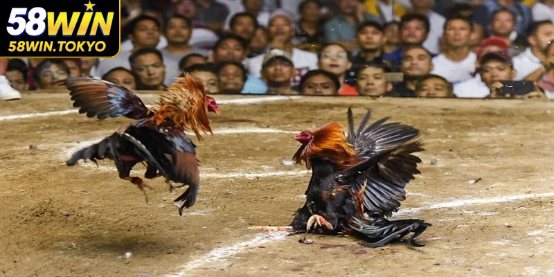 Anh em dễ dàng đặt cược vào gà cựa để chinh phục chiến thắng