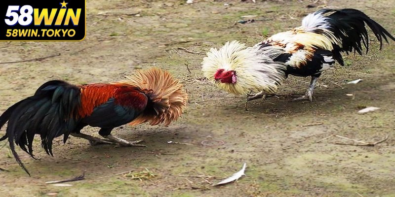 Đá gà tre là một hình thức thi đấu chọi đặc sắc nhất hiện nay