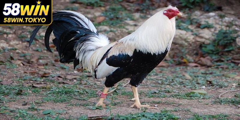 Gà tre Serama là một trong những giống gà nhỏ nhưng mạnh nhất