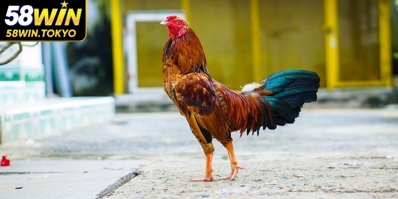 Gà tre Thái là một trong những giống gà chọi nổi tiếng ở Thái Lan