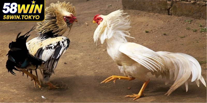 Thuật ngữ trong đá gà về việc chăm sóc thú vị, hấp dẫn mọi người