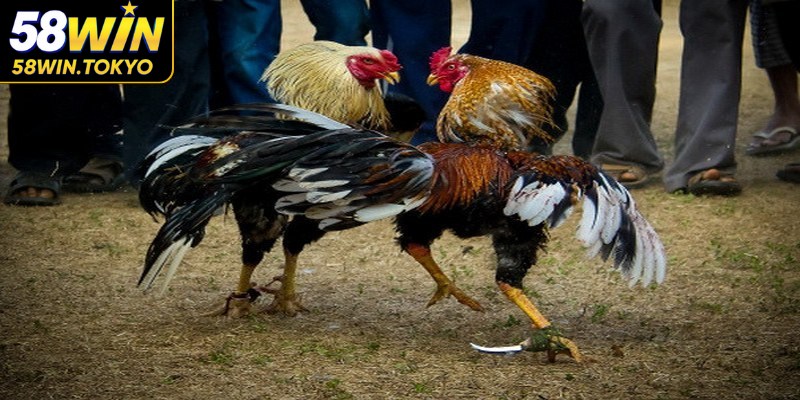 Giúp người xem hiểu luật lệ và quy định rõ ràng về cá cược gà